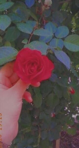 عکس گل فیک برای استوری