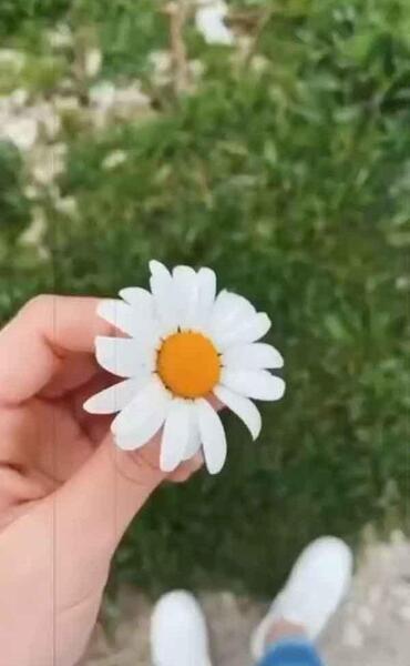 عکس گل فیک برای استوری