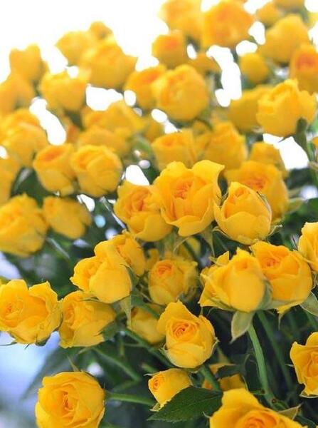 عکس گل زرد برای پروفایل واتساپ