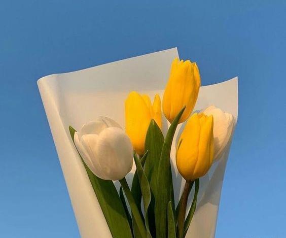 عکس گل زرد برای پروفایل واتساپ