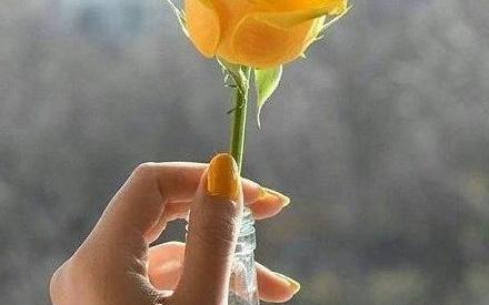 عکس گل زرد برای پروفایل واتساپ