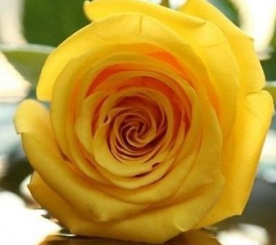 عکس گل زرد برای پروفایل واتساپ