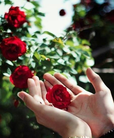 عکس پروفایل جدید گل زیبا
