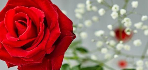 عکس پروفایل جدید گل زیبا