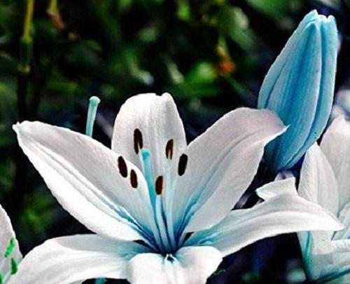 عکس گل لیلیوم شیپوری