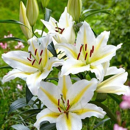 عکس گل لیلیوم شیپوری