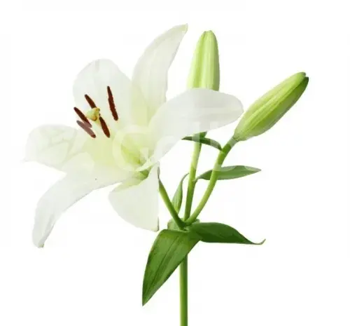 عکس گل لیلیوم شیپوری