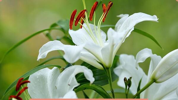 عکس گل لیلیوم شیپوری