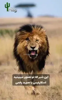 عکس کلاه رابین هود
