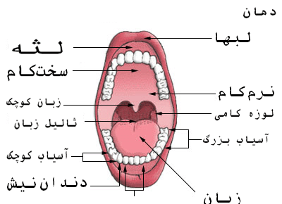 عکس لوزه