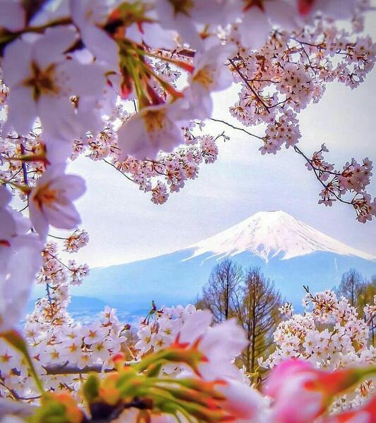 عکس گل فرشته