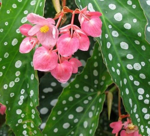 عکس گل فرشته