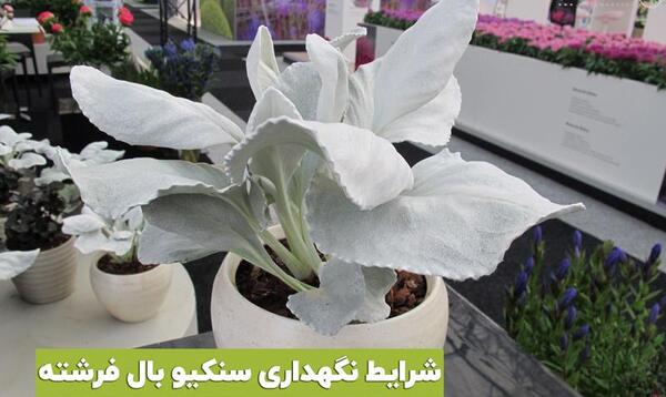 عکس گل فرشته