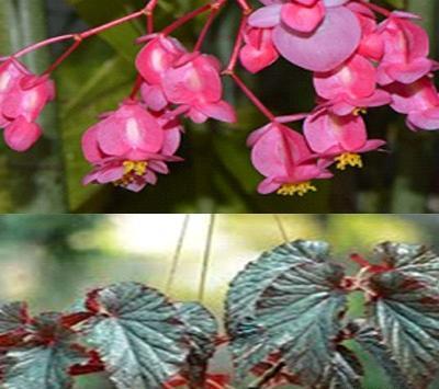 عکس گل فرشته