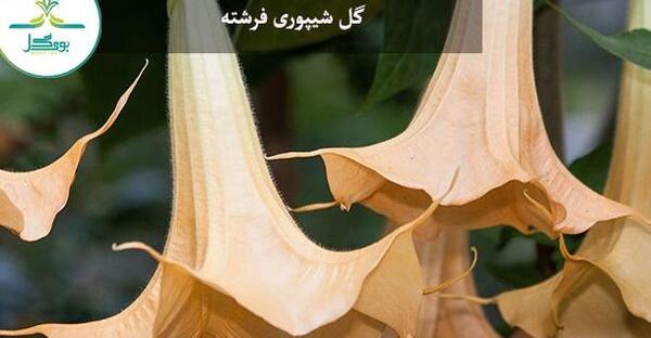 عکس گل فرشته