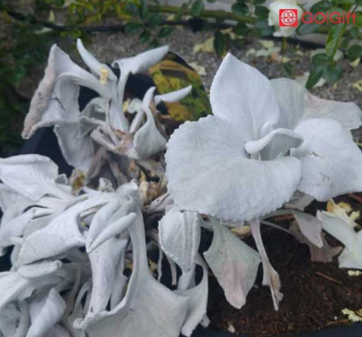 عکس گل فرشته
