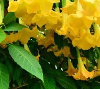 عکس گل فرشته