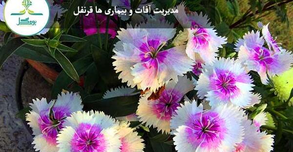 عکس گل قلمفور