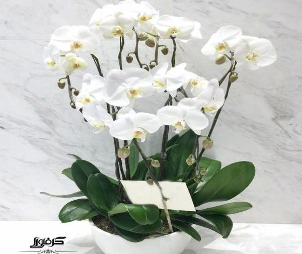 عکس گل ارکیده وحشی