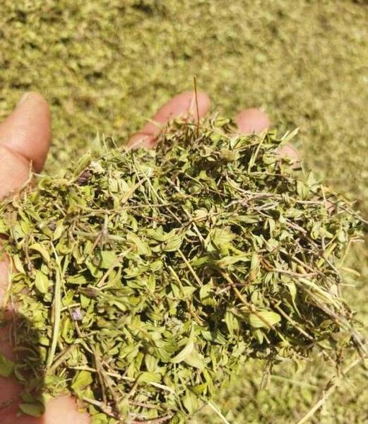 عکس گلپر