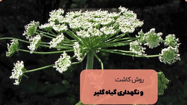 عکس گلپر