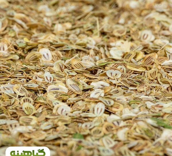 عکس گلپر