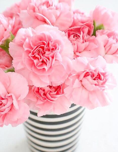 عکس گل در گلدان شیشه ای برای پروفایل