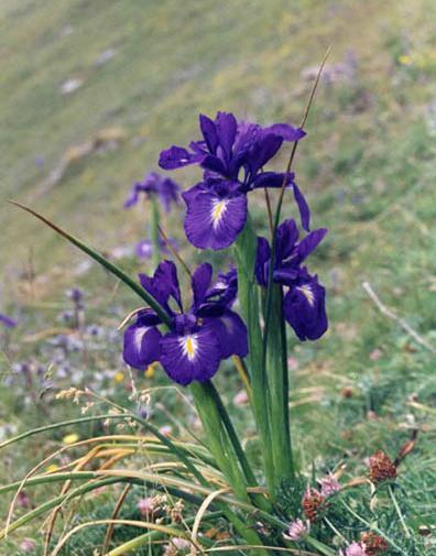 عکس گل زنبق وحشی