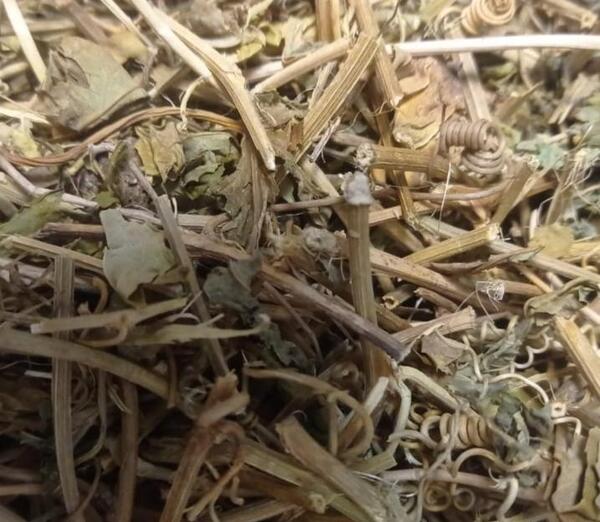 عکس گل ساعتی خشک