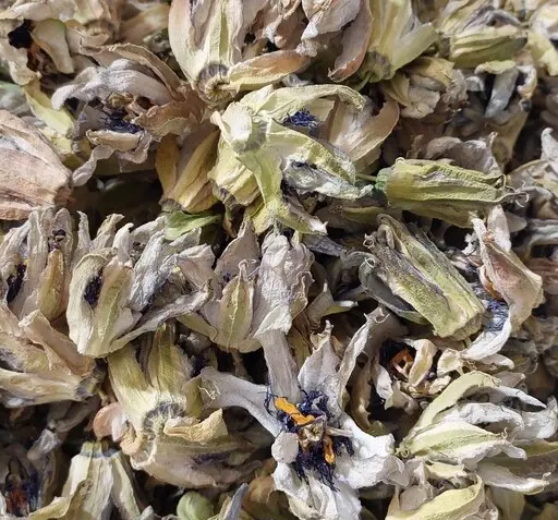 عکس گل ساعتی خشک