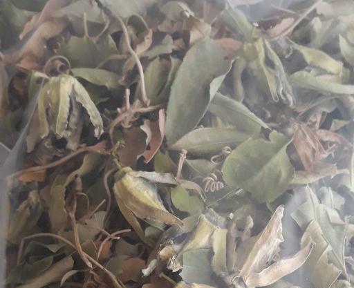 عکس گل ساعتی خشک