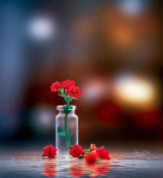 عکس گل جدید پروفایل