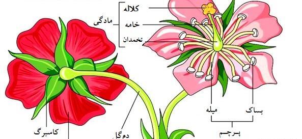 عکس گل چند برچه ای