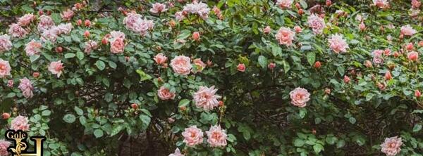 عکس گل چند برچه ای