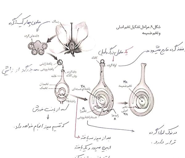 عکس گل چند برچه ای