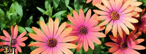 عکس گل چند برچه ای