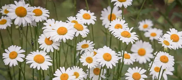 عکس گل چند برچه ای