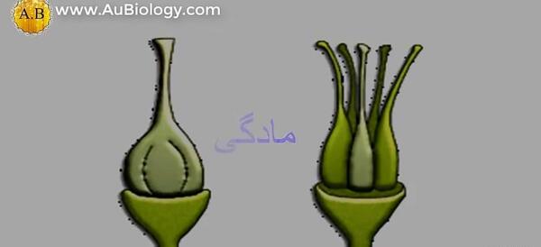 عکس گل چند برچه ای