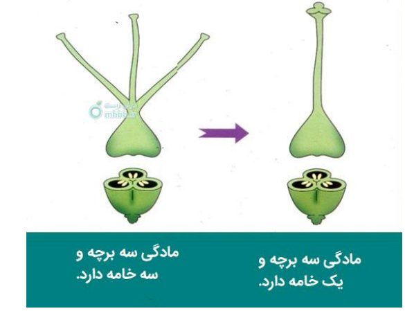 عکس گل چند برچه ای