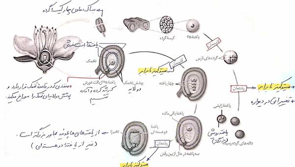عکس گل چند برچه ای