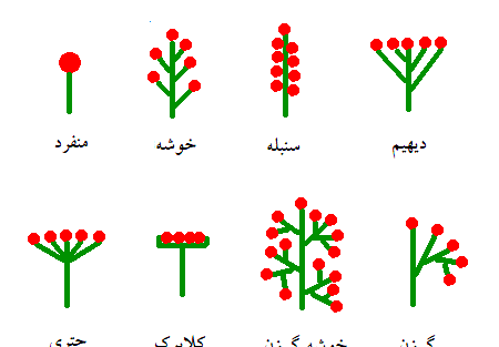عکس گل چند برچه ای
