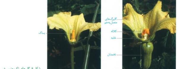 عکس گل چند برچه ای
