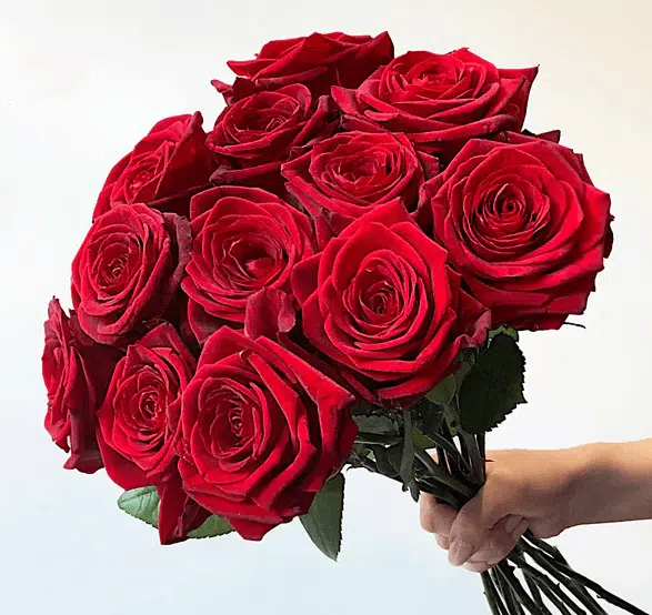 عکس گل سرخ زیبا
