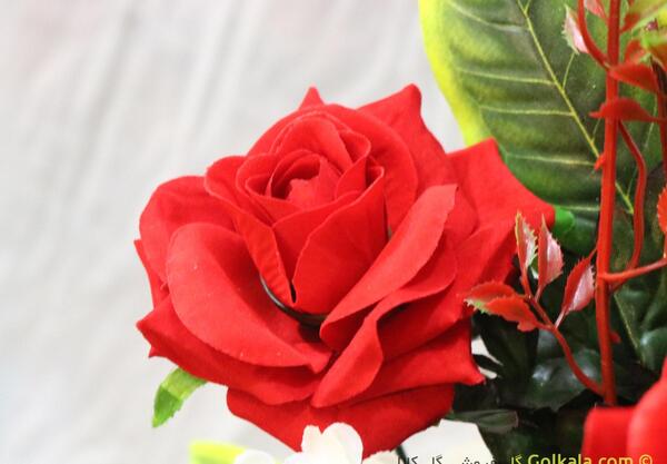عکس گل سرخ زیبا