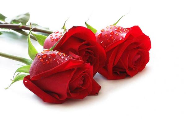 عکس گل سرخ زیبا