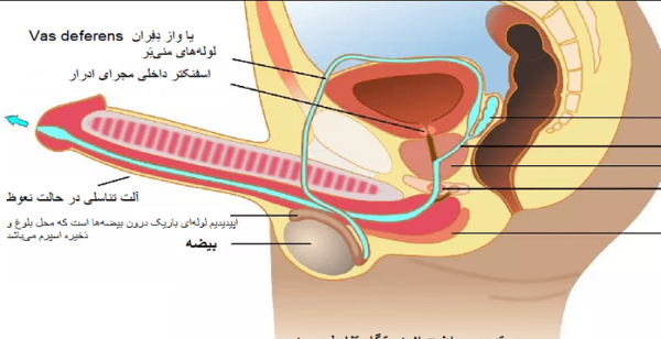 عکس چیز مرد واقعی