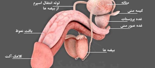 عکس چیز مرد واقعی