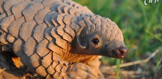 عکس بچه مورچه خوار