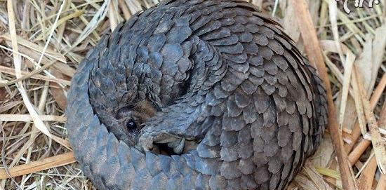 عکس بچه مورچه خوار