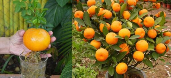 عکس نقاشی میکی موس ساده